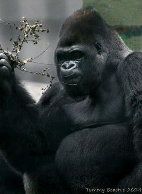 Gentle Giant