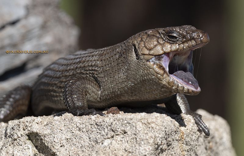 Eric_Yawning_290014.jpg