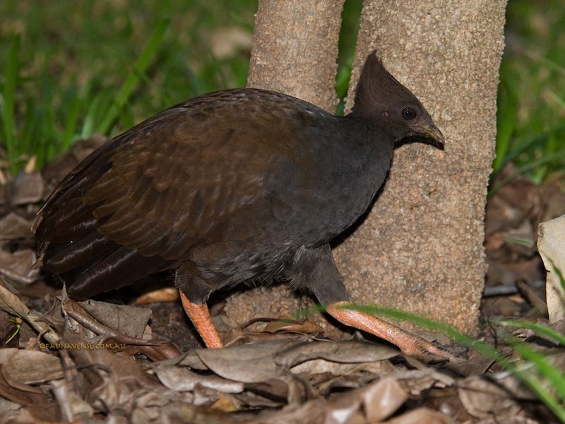 Orange-footed Scrub-fowl_2225.jpg