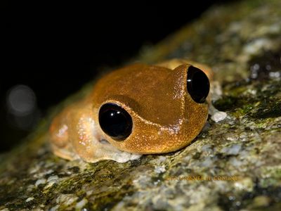 Australian Lace-lid, Eremnoculus dayi