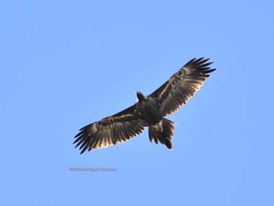 Wedge-tailed Eagle Aquila audax 6327.jpg