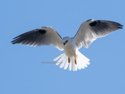 Black-shouldered Kite 8250143.jpg