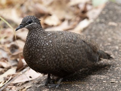 Chestnut-quilled Rock-pigeon