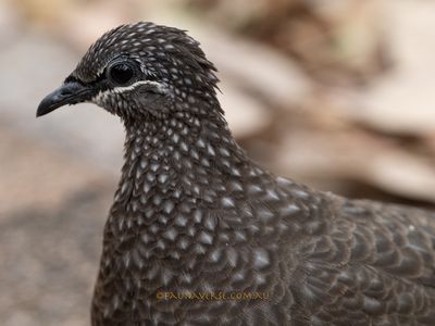 Chestnut-quilled Rock-pigeon