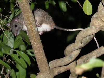 Australian Rodents