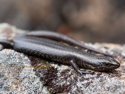 Eugongylid Skinks