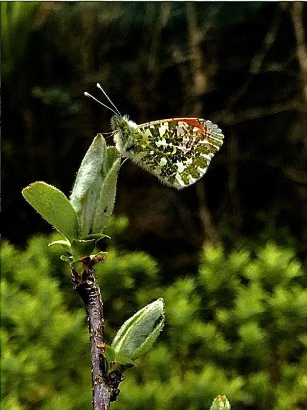 Un mignon petit messager du printemps