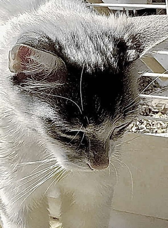 Maddie : Je viens de voir un autre chat !