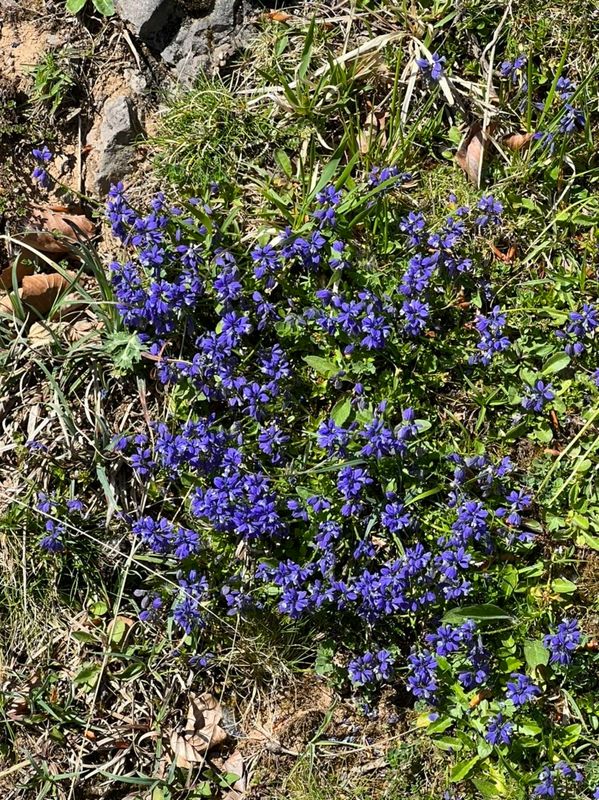 Ptites bleues sans prtention 