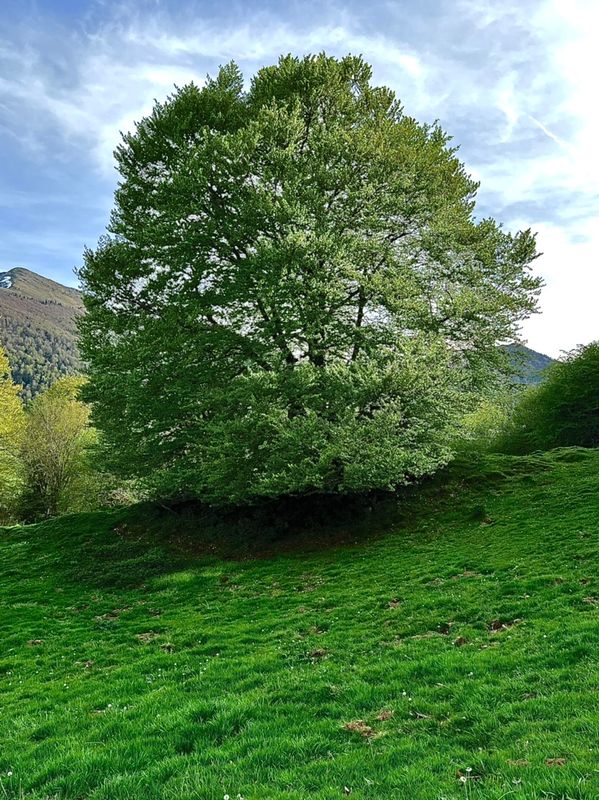 Tout vert, tout rond