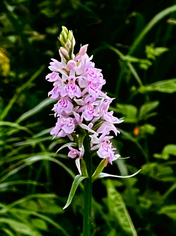 Petite orchide du Barn, espce endmique 