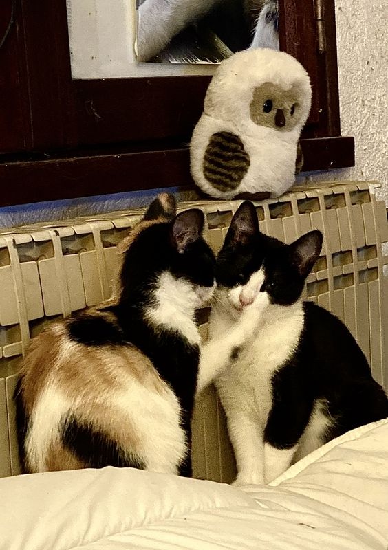 Lonie fait la bise  son frre Gaspouminou