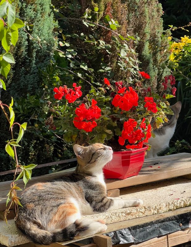 Rubyblanche hume le parfum des fleurs rvl par les rayons du soleil matinal