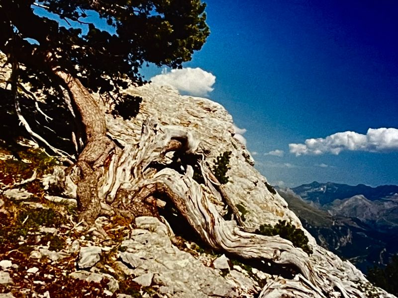 Un pin qui fait ce quil peut pour survivre en montagne