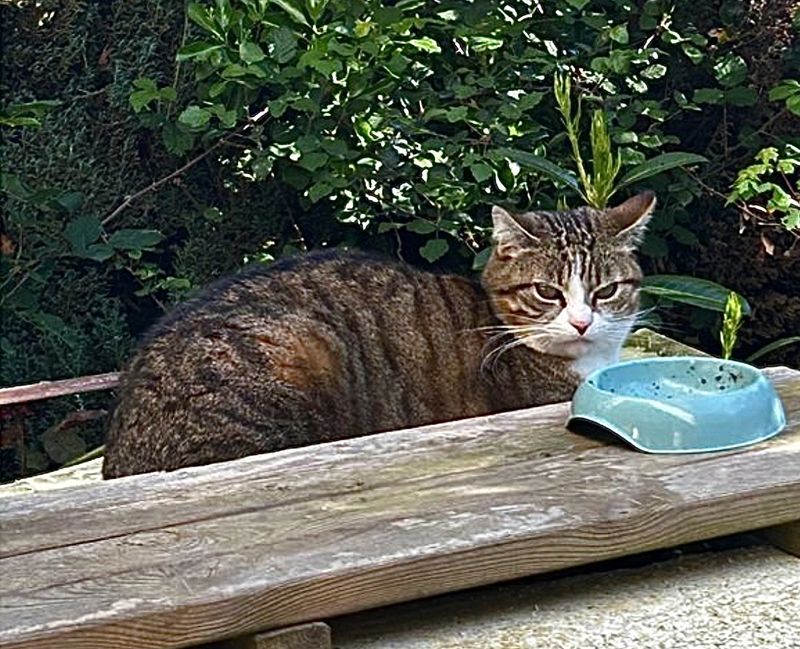 Nickie, qui mattend