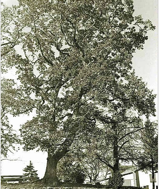 Le Grand Chne de Lamarquette