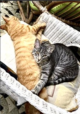 Les frères Denis et Rocky (le gris)