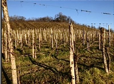 Champ des vignes de la Vierge