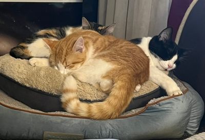 Louis en compagnie de son grand frère Gaspouminou
