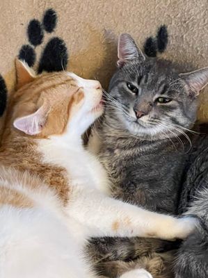 Louis et son grand frère Rocky