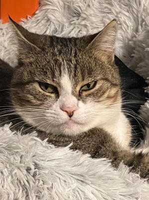 Nickie n’aime pas être dérangée, et ça se voit !