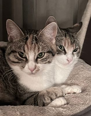 Les deux Ruby, sœurs jumelles