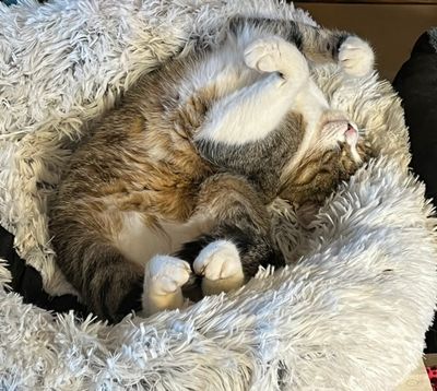 Nickie dans son nouveau petit nid