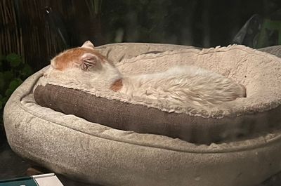 Jérôme squatte le coussin des chatons