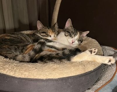 Les deux Ruby dorment toujours ensemble