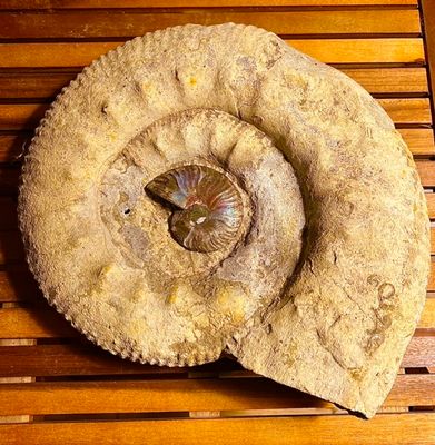 Grande et petite ammonite