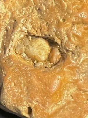 Grain de quartz coinc dans une alvole de silex