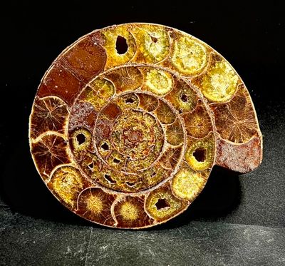 Intrieur de lammonite m