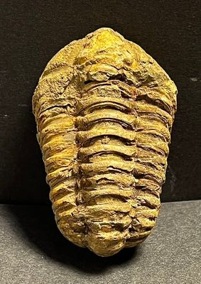 Trilobite Calimene (-488  -416 MA)