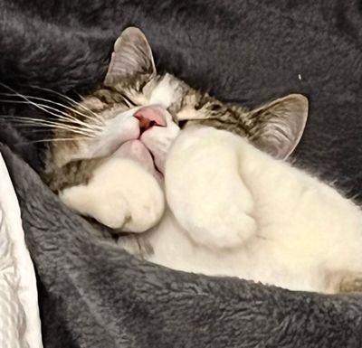 Le sommeil sans rêve de Nickie