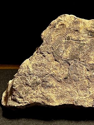 Empreintes fossiles sur une roche de 330 MA