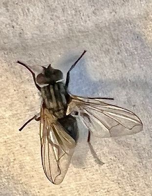 g13/23/346823/3/173393647.f9d7eae2.JPEG