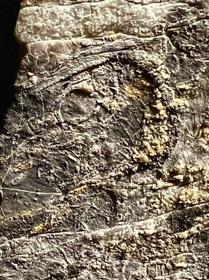 Empreinte fossile sur un calcaire du trias