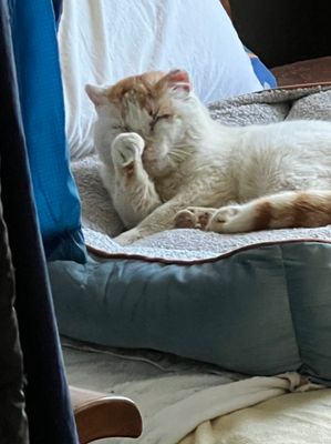 Jérôme apprécie le confort 😸