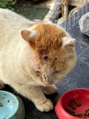 Des ennemis des chats maltraitent notre brave Jérôme