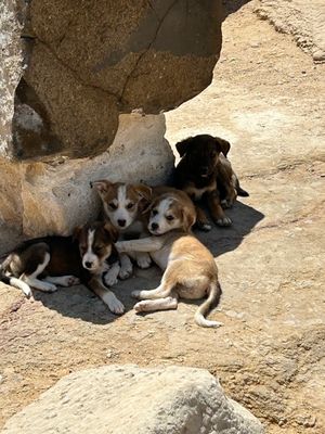 Chiots abandonnés au pied de la pyramide de Kheops