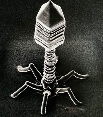 Et ce virus pentagonal mille fois plus petit qu’une bactérie ?