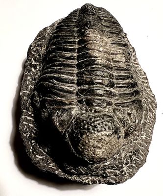 Trilobite Phacos Rana du Dvonien, - 350 MA