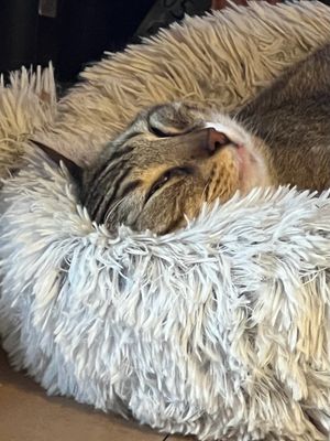 Mitsu chat chinois