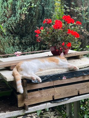 Ces fleurs vont bien à mon teint ! pense sûrement le beau Louis
