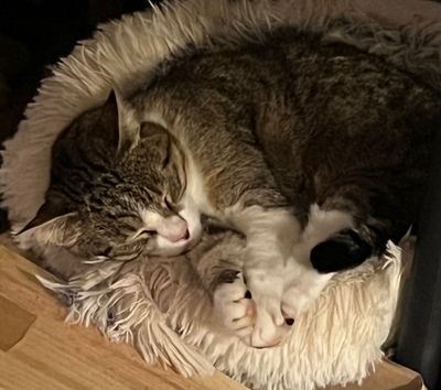 Nickie dans son petit nid perché