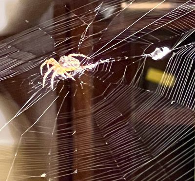 Charlotte, jeune Épeire apprivoisée chassant les moustiques de la maison