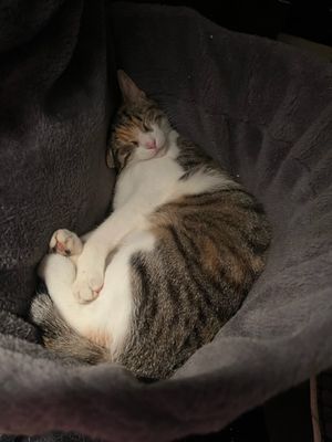 Rubyblanche dort dans son petit hamac