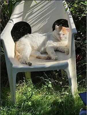 SnobCat toujours…. jérôme !