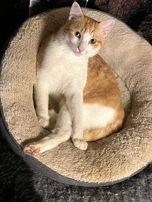 Louis est un chat content de soi
