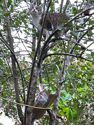 Nickie en haut d’un arbre fait la nique aux jeunes